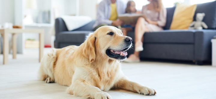 Quem tem cães ou gatos em casa sabe como é desafiadora a tarefa de remover pelos do sofá. Porém, estes truques garantem ótimos resultados