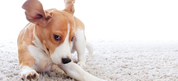 Se você tem cachorro ou gato, não perca essas dicas para conservar tapetes e carpetes em sua casa de maneira simples e eficiente