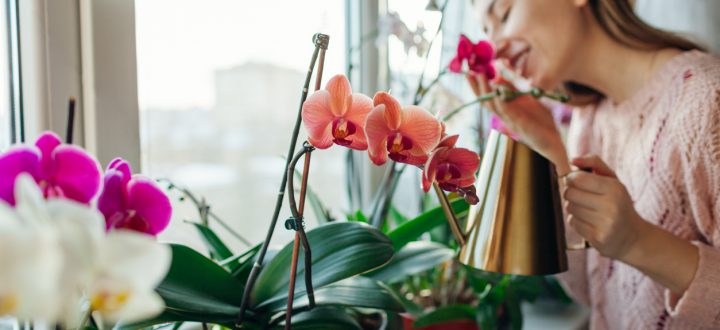 Gosta de plantas? Então veja como cuidar de orquídeas em apartamento para que cresçam saudáveis e deixem seu lar ainda mais encantador