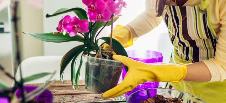 Conheça alguns ingredientes simples que se transformam num adubo caseiro para fazer sua orquídea florir ainda mais nesta estação!